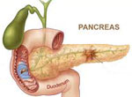 Pancreas