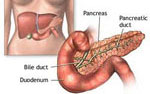 Pancreas